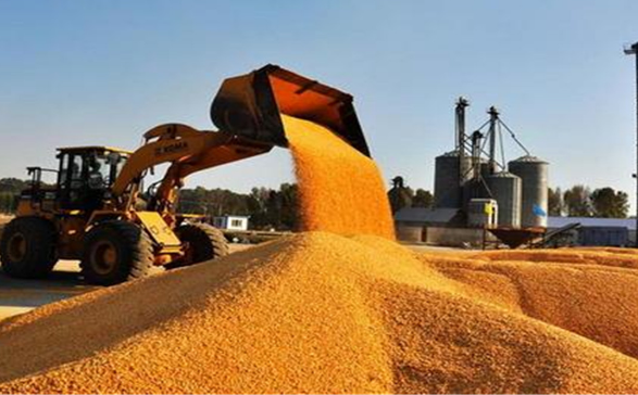 中國調整玉米進口方向轉向巴西，美國失去“霸主”地位