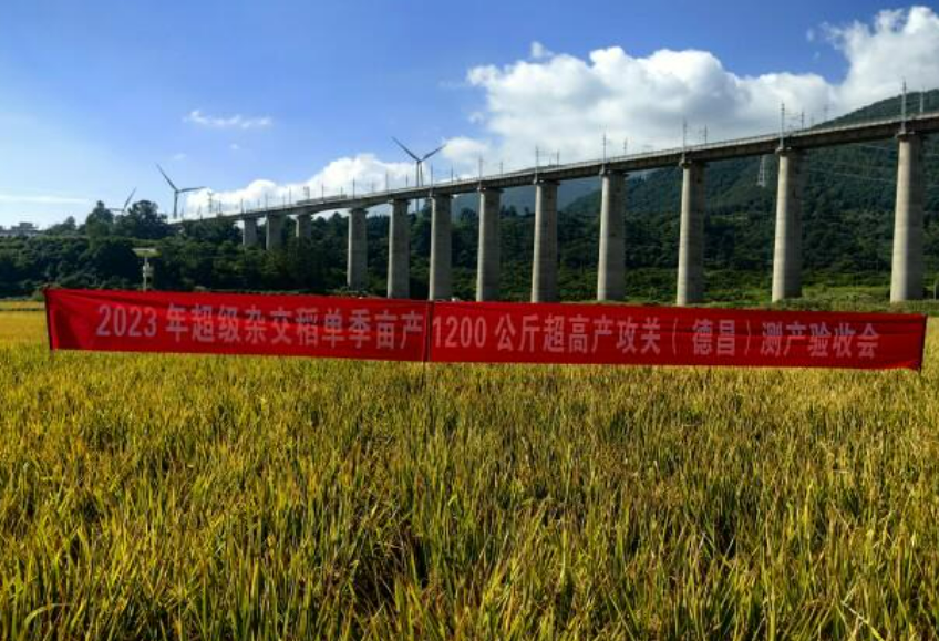 1251.5公斤！“超級稻”再創世界新紀錄