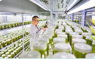 破難題、補短板、強優勢 種業振興取得階段性成效