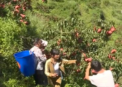 中國飯碗更“豐盛” 森林“糧庫”成名副其實的“鐵桿莊稼”“搖錢樹”