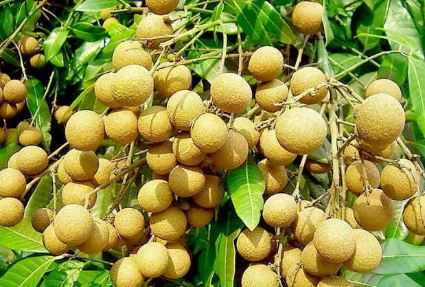 “土特產”變身“金名片” 廣西玉林培育地標產品拉動特色經濟發展