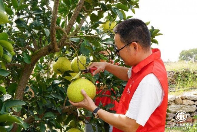 浙江玉環：“柚”是一年豐收季 志愿助“采”又助“銷”