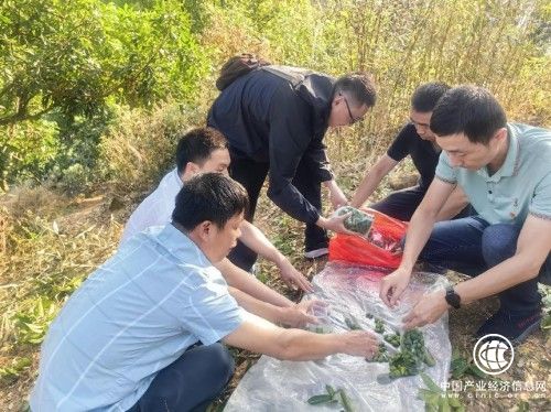 莆田城廂：助力“農閑”創新收  房前屋后興“農忙”