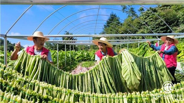 湖北長陽：用心用情辦實事 締造和諧美鄉村