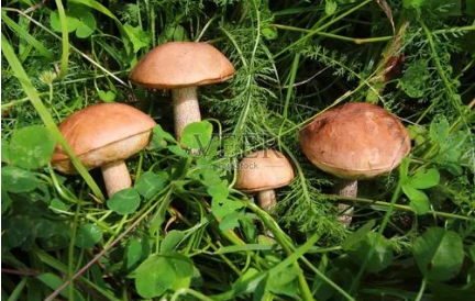 最新統計顯示我國森林食物年產量超過2億噸