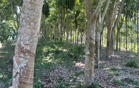 海南省發布十大天然橡膠林下經濟發展模式