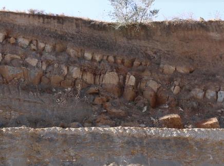 距今3.1億年 山西發現華北最古老的森林生態系統