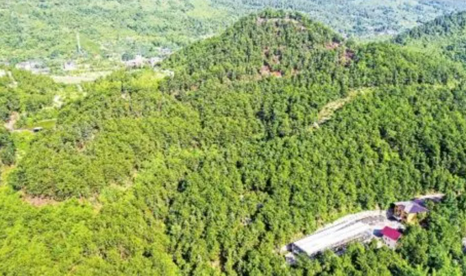 重慶集體林改革為農民帶來47億元收益