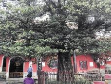 三部門發通知 加強全國重點文物保護單位內古樹名木保護