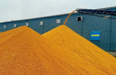 全面開秤 高開穩走——全國多地秋糧收購一線見聞