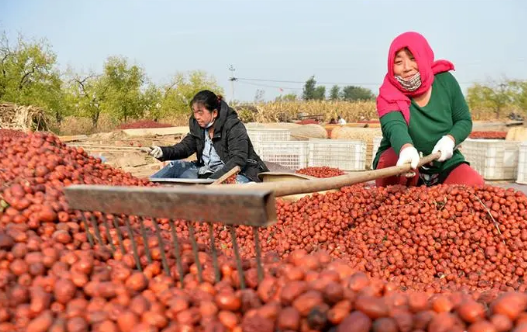 河北滄縣紅棗及干堅果產業向千億邁進