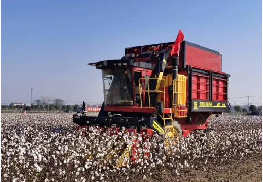 湖北省推廣機采棉技術 適度恢復棉花面積