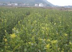 國家林草局：今年全國已完成油茶新增種植473.65萬畝
