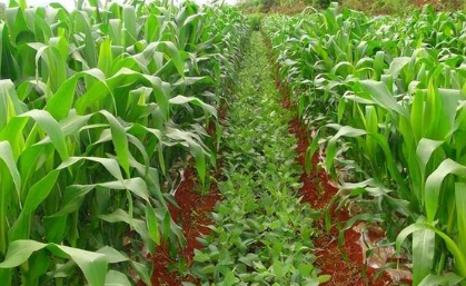 四川全面實現“玉米不減產、增收一季豆”目標