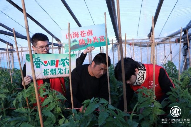 蒼南：直播帶貨拓銷路 助農增收產業旺