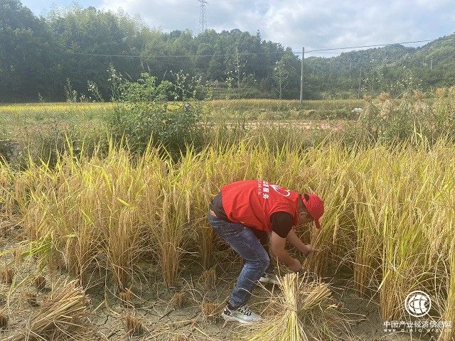 蒼南：助農秋收解民憂 志愿服務暖人心