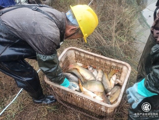 遠安煙草駐村工作隊助力水產養殖業發展