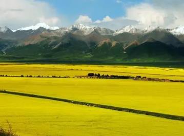 青海糧油單產提升行動初見成效 示范區畝均增產分別達25.62公斤和10.08公斤