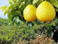 中國柚都、世界柚鄉”平和：蜜柚“變形”謀求產業突圍