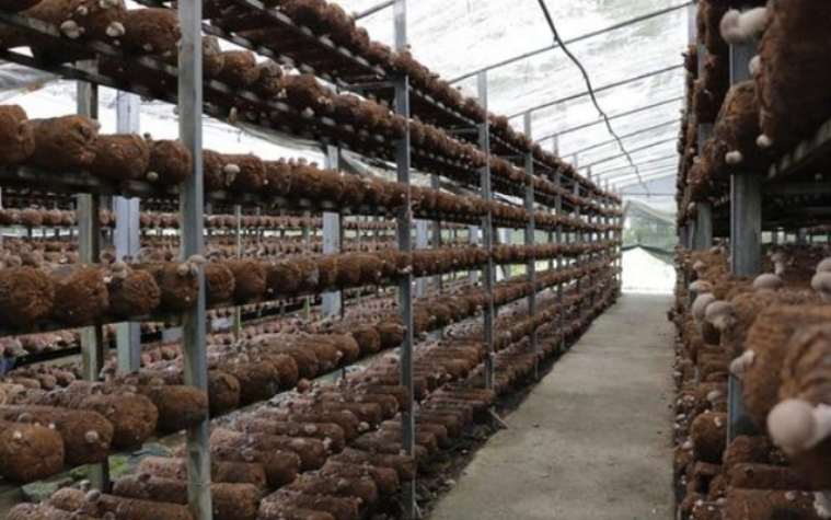 深化協作，廣東珠海——貴州遵義攜手打造菌菇產業集群