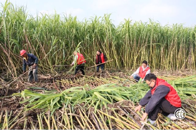 鄉間田地助農忙“溢”起幫扶暖人心