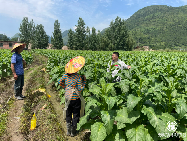 湖南宜章：GAP助力老煙區煥發新活力