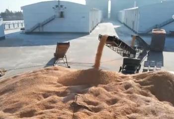 糧豐農穩，盛世和安！全年糧食產量再創歷史新高