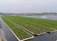 四川省推廣水產綠色健康養殖技術