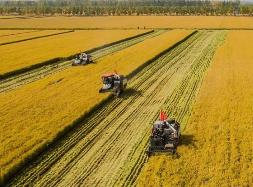 今年江蘇糧食生產實現“三增”