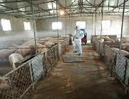 青海創建省級以上動物疫病凈化場8家