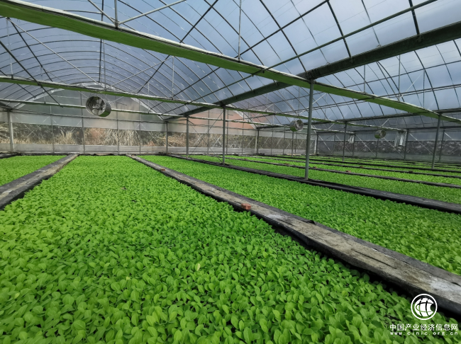 湖南宜章：種煙大戶“大而強” 烤煙產業“優且壯”