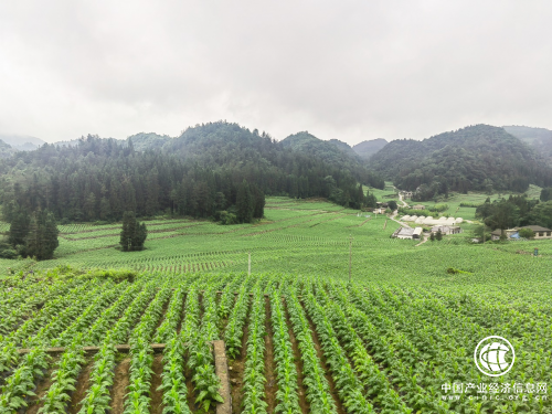 湖北利川：培育一個產業 帶富一方百姓