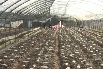 特色產業向價值鏈高端延伸 科技加持撐起鄉村振興“富民傘”