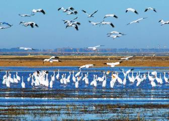首批陸生野生動物重要棲息地名錄發布