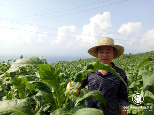 湖北利川：“土專家”鐘酉勝的致富經