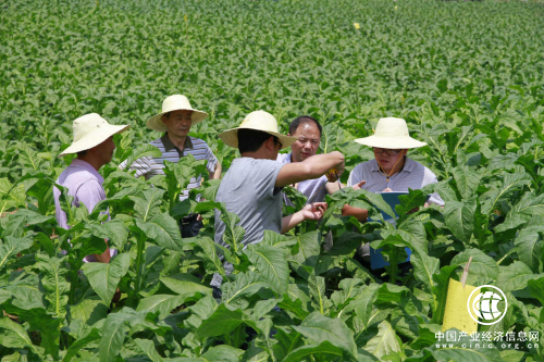 從“關鍵變量”到“最大增量” ——看湖南中煙如何激發“第一生產力”