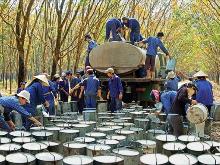 2023年11月越南橡膠出口量環比上升16.06%