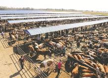 內蒙古農畜產品質量安全監測合格率達99.5%