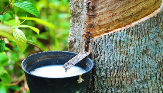 專利助推云南天然橡膠產業發展