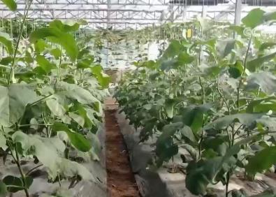 多舉措力促蔬菜穩產保供 讓小小“菜籃子”拎出滿滿幸福感
