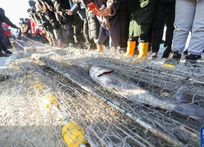 冬捕最大單網出魚量30萬斤 黑龍江冷水養出“熱”經濟