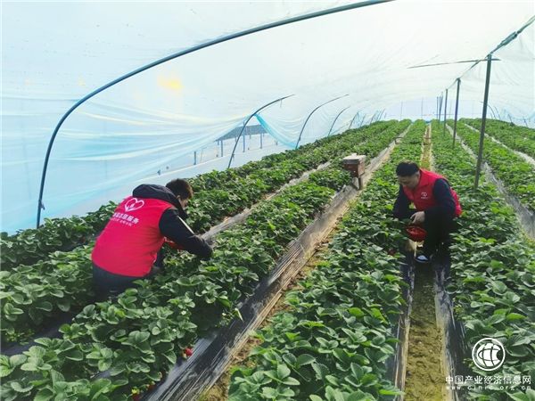 浙江蘭溪：“溢”心助農 “香”約“莓”好時光