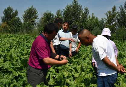 給中國糖料作物發展添磚加瓦——FAO“糖料作物生態安全種植和資源循環利用”技術合作項目回顧