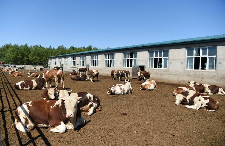 內蒙古察右前旗肉牛產業助力鄉村振興