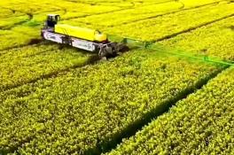 我國科研人員創制出抗菌核病和灰霉病的油菜新種質