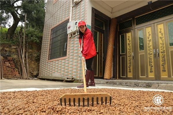 浙江諸暨：“香溢”志愿助力鄉村振興