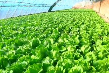 元旦春節期間蔬菜市場呈現供銷兩旺態勢 居民“菜籃子”貨足價穩