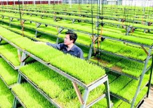 近年來各級農業農村部門培育高素質農民近800萬人次
