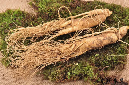 吉林省人參產業高質量發展   “百草之王”走上進階路