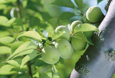 “中國青梅之鄉”廣東普寧：“小青梅”帶動“大產業”